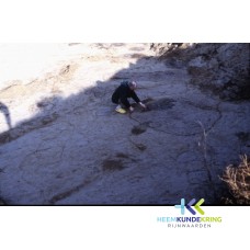Whole Frame internet (7)